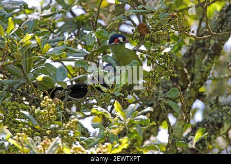 Hartlaub's Turaco (Tauraco hartlaubi) erwachsen im Fruchtbaum Eburru Forset, Kenia Oktober Stockfoto