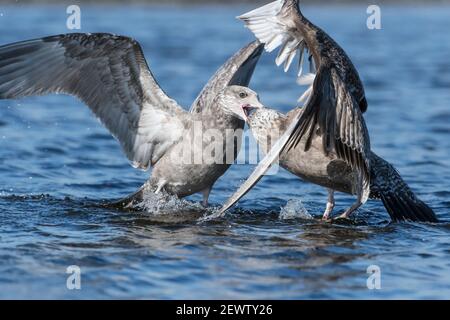 Juvenile Möwenzändung mit großer schwarzer Rückendeckung Stockfoto