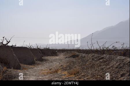 Baum Landschaft Foto Berg Stockfoto