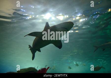 Der Hai, der mit anderen Fischen im Fischgehektank schwimmt Ein Aquarium Stockfoto