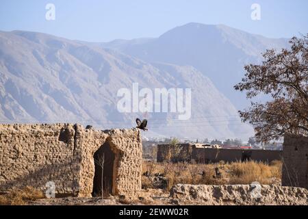 Altes Haus zwischen Gras Land im Freien. Dorf Haus Landschaft Natur Hintergrund. Gebäude Ansicht Bauernhof Baum Sommersaison Quetta balochistan pakistan Stockfoto