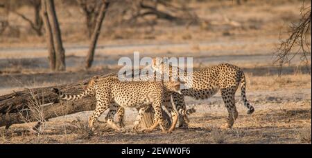 Geparden, die im Grasland der Savanne im Etosha Nationalpark in Namibia, Afrika, wandern und stehen Stockfoto