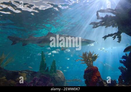 Der Hai, der mit anderen Fischen im Fischpfleger schwimmt Aquarium Stockfoto