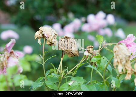 Deadheading Roses. Nahaufnahme von toten Rosenblüten in einer Rosenhecke. Garten in England, Vereinigtes Königreich Stockfoto