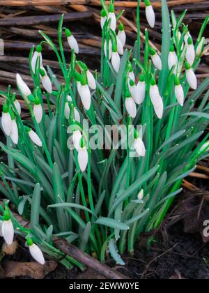 Schneeglöckchen im Wald im frühen Frühjahr. Wilde Blumen auf der Wiese Stockfoto