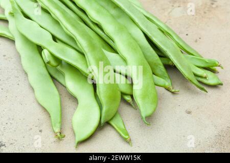 Französische Bohnen, Klettern Französisch Bohne Hunter Ernte, eine Art von phaseolus vulgaris oder gemeinsame grüne Bohne, Großbritannien Stockfoto