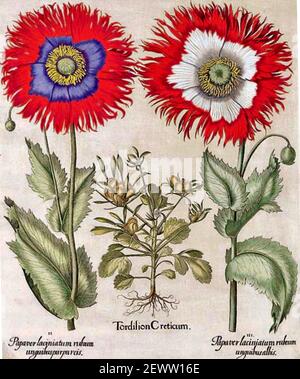 Basilius Besler Bunte Illustration von Papaver laciniatum. Stockfoto