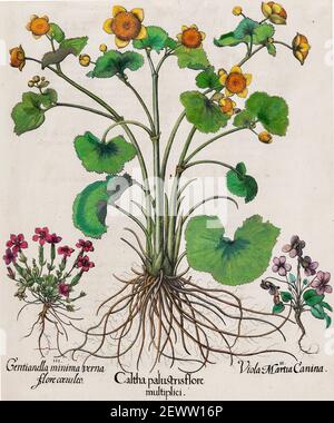 Basilius Besler wissenschaftliche Illustration und Kunstwerk aus dem gartenbaukatalog Hortus Eystettensis or Florilegium - Caltha palustris Stockfoto