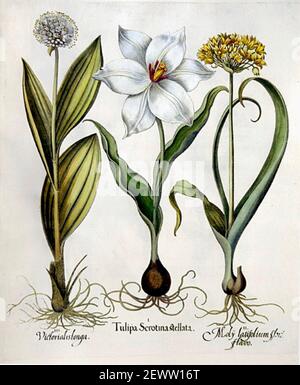 Basilius Besler wissenschaftliche Illustration und Kunstwerk aus dem Gartenbaukatalog Hortus Eystettensis oder Florilegium - Late White Tulip. Stockfoto