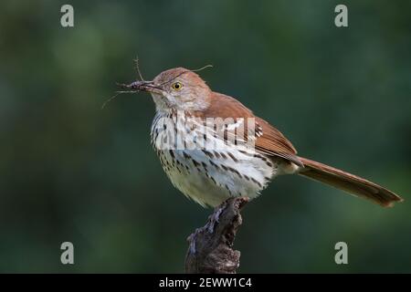 Porträt eines braunen thrasher, Toxostoma rufum, Sammeln von Nistmaterial. Stockfoto