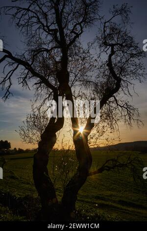Baum Silhouette hinterleuchtet bei Sonnenuntergang mit der Sonne guckt durch Seine blattlosen Äste Stockfoto