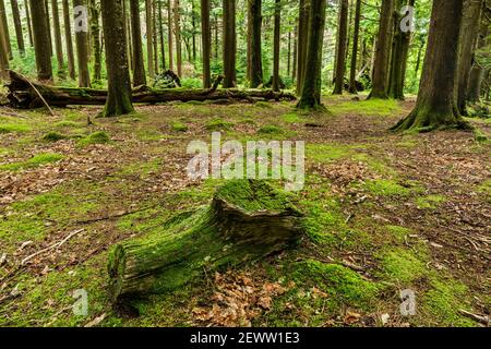 Eine Waldszene im Killarney National Park in der Grafschaft Kerry, Irland. Killarney ist berühmt für seine Spaziergänge und Wanderwege und eine wichtige Touristenattraktion. Stockfoto