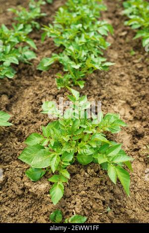 Grüne junge Kartoffelpflanzen in Reihe, die im Garten auf braunem Boden wachsen. Nahaufnahme. Bio-Anbau, gesunde Ernährung, Bio-Viands, zurück zur Natur Konzept Stockfoto