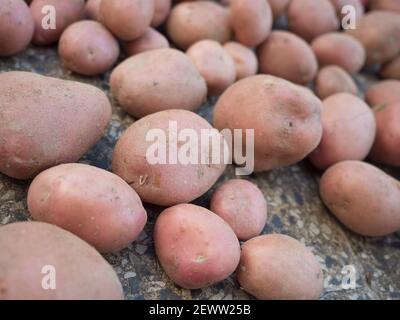 Gruppe von frisch geernteten und gewaschenen Kartoffeln - Solanum tuberosum Trocknen auf dem Bürgersteig. Ernte Kartoffelwurzeln in hausgemachten Garten. Ökologischer Landbau, heilen Stockfoto