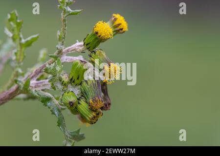 Makroaufnahme einer Gemeine Grosselpflanze (senecio vulgaris) Stockfoto