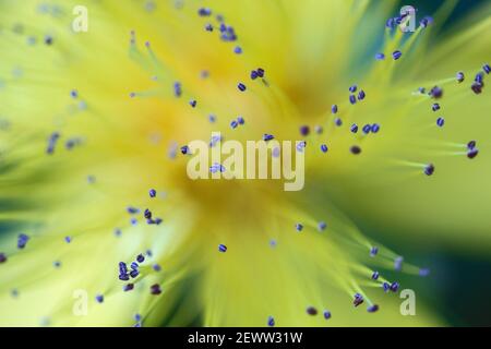 Anther schweben auf schlanken Filamenten über einer gelben Blume des Johanniskrautes (Hypericum perforatum) mit geringer Schärfentiefe. Stockfoto