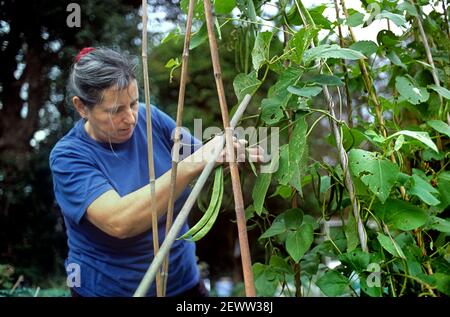 Frau pflückt Läuferbohnen auf einem Gemeinderat, Brighton. Stockfoto