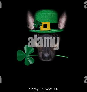 st. patricks Tag Hund mit Glück Klee isoliert auf schwarzem dunklen dramtischen Hintergrund, Selfie Stockfoto