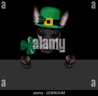 st patricks Tag Bull Terrier Hund mit glücklichen Klee isoliert auf schwarzem dunklen dramtischen Hintergrund, Selfie Stockfoto