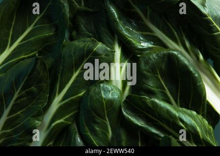 Bok Choy Gemüse auf blauem Hintergrund Stockfoto