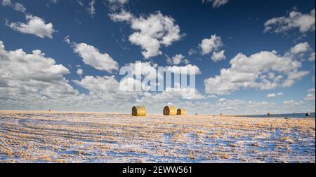 Runde Heuballen auf einem wintergeernteten Feld auf den kanadischen Prärien in Rocky View County Alberta. Stockfoto