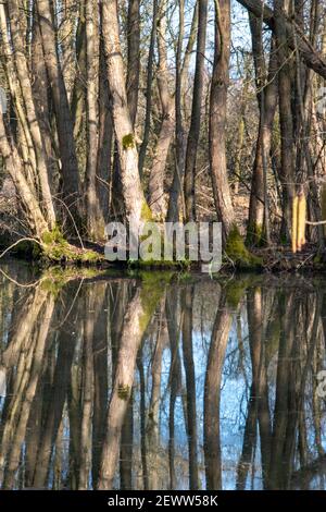 Spiegelungen von Baumstämmen in einem Teich im Wald. Stockfoto
