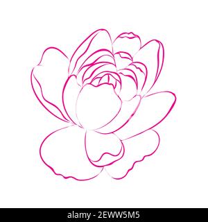 Umreißen Pfingstrose Blume, isoliert auf weißem Hintergrund. Rosa und weiße botanische Pfingstrosen Linienzeichnung. Vektorgrafik Cartoon-Illustration. Stock Vektor