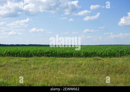 Pflanzen von Mais auf einem Bauernhof Grundstück. Ackerland. Maisanbau. Agrarlandschaft. Stockfoto