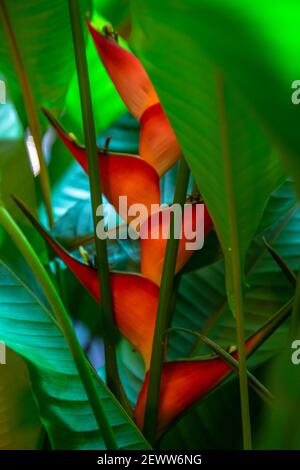 Heliconia stricta natural Zwerg Jamaican Stockfoto