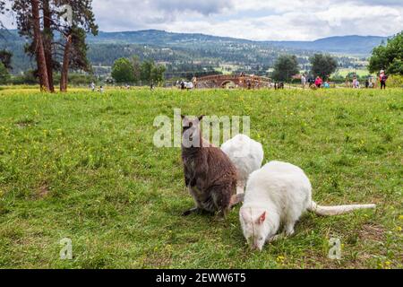 KELOWNA, KANADA - 2. JULI 2020: Nahaufnahme der sitzenden Rothalswallaby Macropus rufogriseus Tierfarm am Sommertag Stockfoto