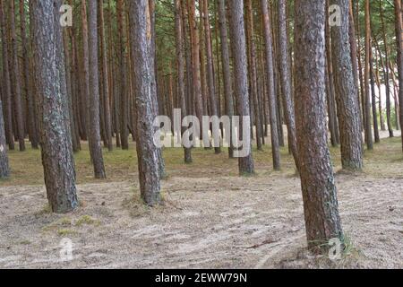 Pinienwald in Palenga nicht weit vom Meer entfernt. Stockfoto