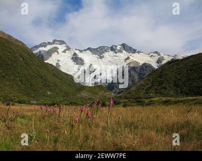 Rosa Wildblumen, Gletscher und hohe Berge Mount Sefton und der Hocker. Stockfoto