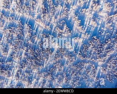 Luftaufnahme von oben Landschaft von schneebedeckten Kiefernwald in den Bergen im Winter. Stockfoto