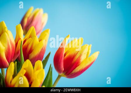 Rot und gelb zwei farbige Tulpenblüten auf blauem Hintergrund Draufsicht flach liegend Stockfoto