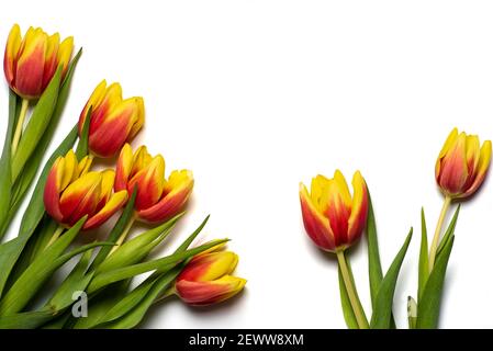 Rot und gelb zwei farbige Tulpenblüten auf weißem Hintergrund Draufsicht flach liegend Stockfoto