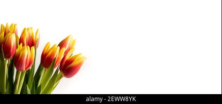 Rot und gelb zwei farbige Tulpenblüten auf weißem Hintergrund Nahaufnahme Stockfoto