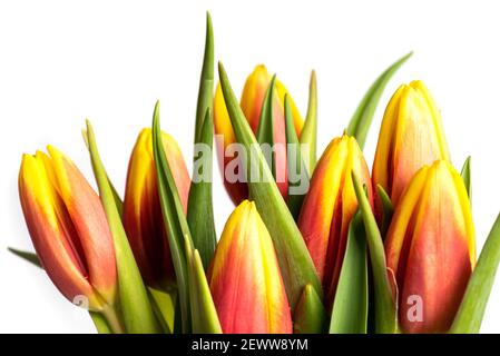 Rot und gelb zwei farbige Tulpenblüten auf weißem Hintergrund Nahaufnahme Stockfoto