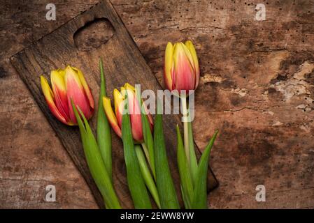 Rot und gelb zwei farbige Tulpenblüten auf Holzgrund Draufsicht flach liegend Stockfoto