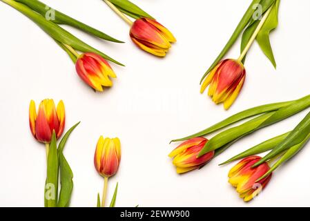 Rot und gelb zwei farbige Tulpenblüten auf weißem Hintergrund Draufsicht flach liegend Stockfoto