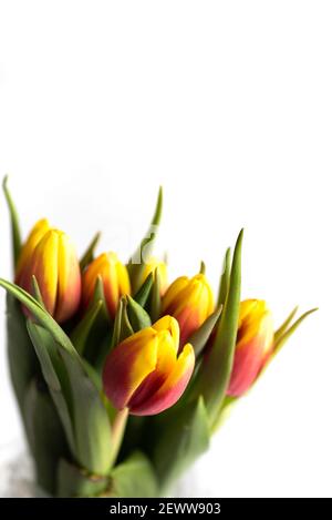 Rot und gelb zwei farbige Tulpenblüten auf weißem Hintergrund Nahaufnahme Stockfoto