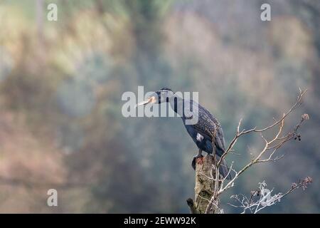 Nahaufnahme eines Cormorants, der oben auf dem Platz thront Ein Baumstumpf mit großen Webfüßen Stockfoto