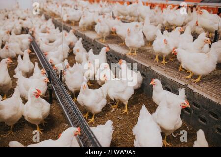 Eine selektive Aufnahme von Hühnerfarm im Innenbereich, Hühnerfütterung Stockfoto