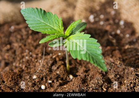 Seitenansicht der Cannabis-Keimling-Pflanze im Boden. 45-Grad-Winkelansicht. Stockfoto