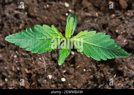 Direkt über der oberen Ansicht des Cannabis-Sämlings, der in nährstoffreichen Böden wächst. Nahaufnahme. Stockfoto