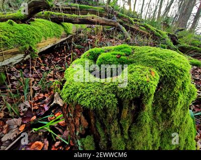 Im Wald: Prächtiges grünes Moos auf dem verfaulenden Baumstumpf Stockfoto