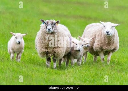 Schafe - Mutterschafe und Lämmer schauen in Richtung Kamera in grasbewachsenen Feld in leichtem Regen - Schottland, Großbritannien Stockfoto