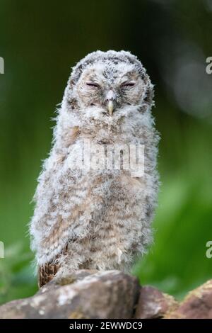 Junge Tawny Owl (Strix aluco) auf trockener Steinwand im Morgengrauen - Stirling, Schottland, Großbritannien Stockfoto
