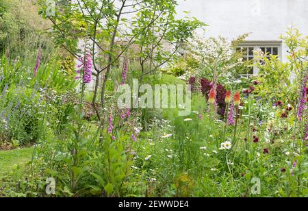 Wildlebenfreundlicher Garten im Juni mit entspannter Pflanzung für Bienen und Bestäuber einschließlich Fuchshandschuhe, Ochsenaugen Gänseblümchen - Schottland, Großbritannien Stockfoto