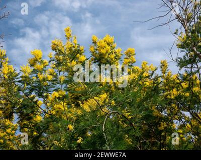 mimosa Baum in Blüte Symbol des Frühlings und zu feiern Der Frauentag Stockfoto