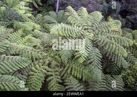 Raue Baumfarne wachsen im Wald Stockfoto